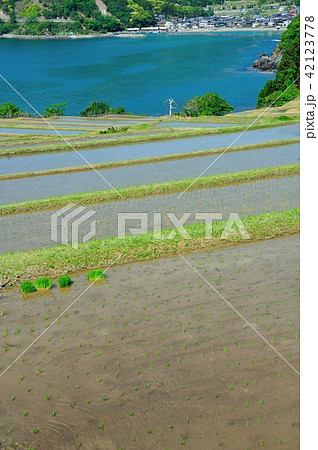 田烏の棚田 42123778