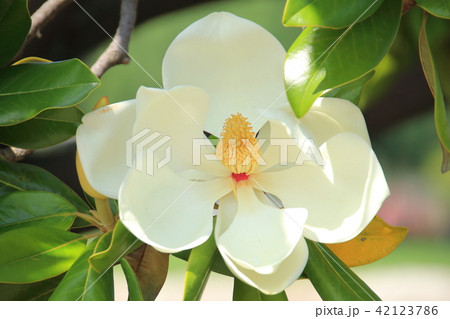 泰山木・タイザンボク・大山木 泰山木・タイザンボク・大山木 42123786