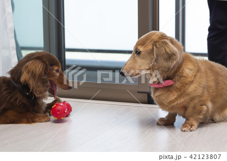 ミニチュアダックスフンド ミニチュアダックスフンド 42123807