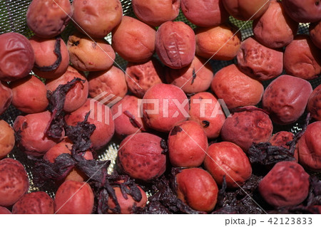 梅干しの天日干し 42123833