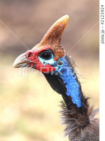 ホロホロチョウ ホロホロチョウ 42123924