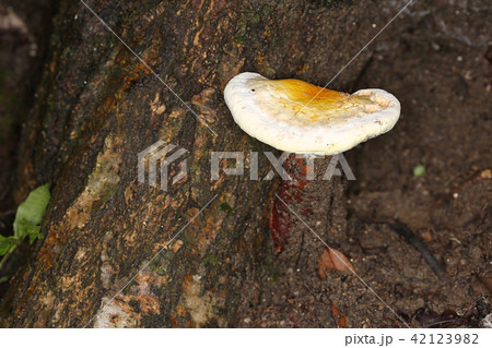 マンネンタケ（霊芝）の幼菌の写真素材 [42123982] - PIXTA