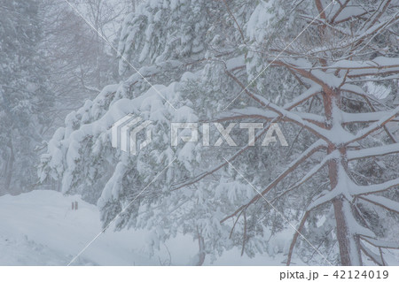雪景色 雪景色 42124019