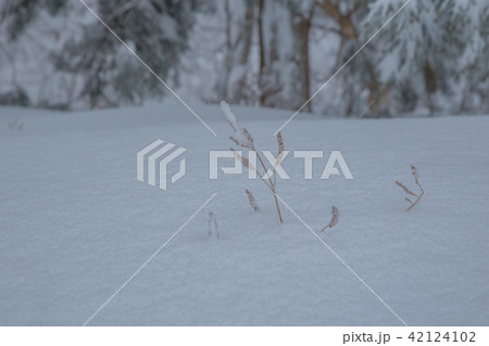 雪景色 雪景色 42124102