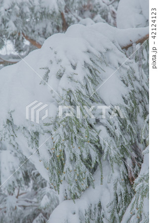 雪景色 雪景色 42124123