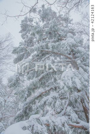 雪景色 雪景色 42124163