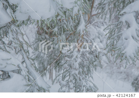 雪景色 雪景色 42124167