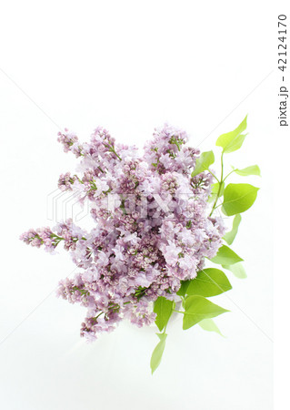ライラック（縦　全体） 42124170