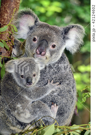 Koala parent and child - Stock Photo [42124602] - PIXTA
