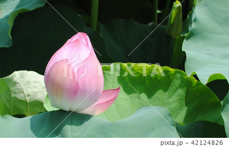 不忍池の蓮 42124826