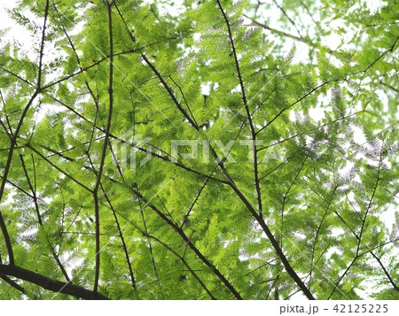 吹田 メタセコイアの枝葉 万博公園 吹田 メタセコイアの枝葉 万博公園 42125225