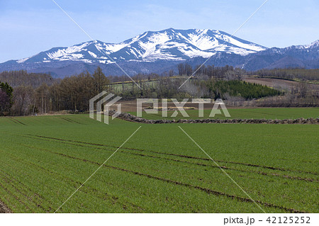 道東の春　海別岳　北海道　畑 42125252