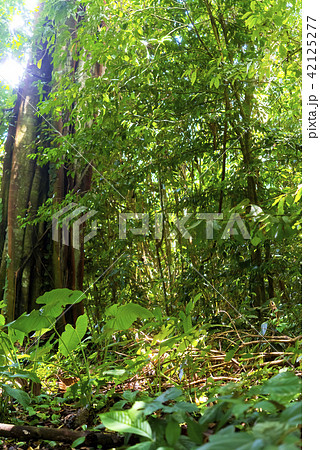 ジャングル ボルネオ島 ジャングル ボルネオ島 42125277