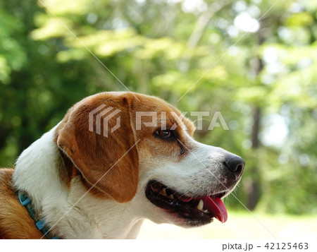 ビーグル犬の横顔クローズアップ ビーグル犬の横顔クローズアップ 42125463