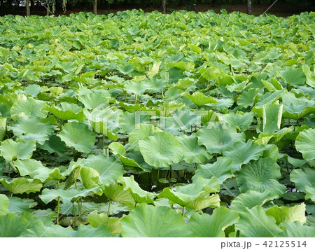 吹田 万博公園 蓮池 吹田 万博公園 蓮池 42125514