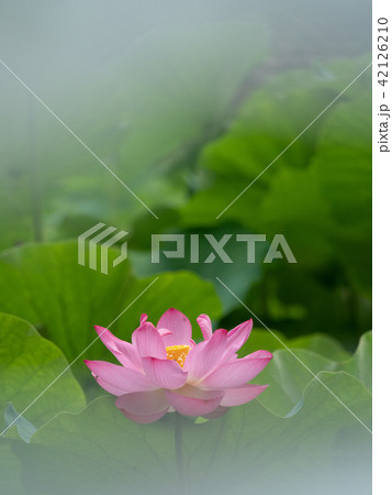ピンクの蓮の花 42126210