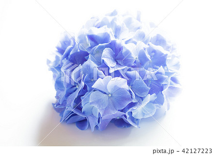あじさい あじさい 42127223