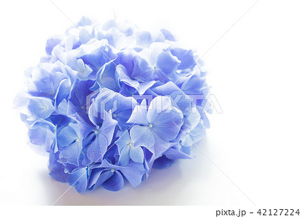 あじさい 42127224