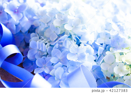 あじさい 42127383