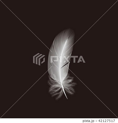 鳥の白い羽根 42127517