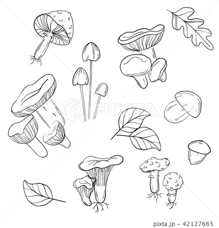 Vector mushrooms pattern. Modern monochrome mushrooms line art. White mushroom, chanterelles, fly 42127665