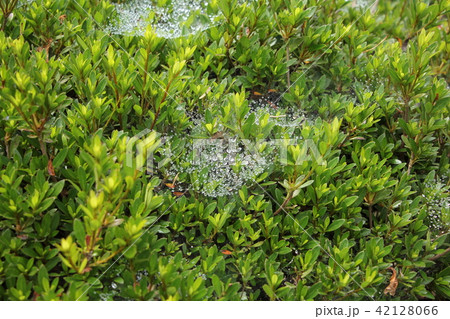 雨に濡れた蜘蛛の巣 雨に濡れた蜘蛛の巣 42128066