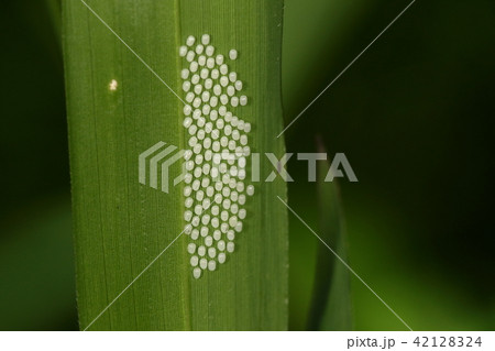 生き物　昆虫　タケノホソクロバ、卵です。竹類につく幼虫は黄色に黒い水玉模様の毛虫。触るとかぶれます 42128324