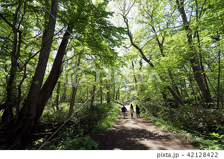 北海道　野幌森林公園　（初夏の昭和の森　大沢口） 42128422