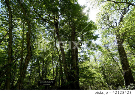 北海道　野幌森林公園　（昭和の森のカツラの巨木） 42128423