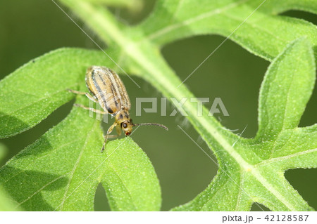 生き物 昆虫 ブタクサハムシ、ブタクサの葉を食べる。人目を気にせずかなりのスピードで食べています 生き物 昆虫 ブタクサハムシ、ブタクサの葉を食べる。人目を気にせずかなりのスピードで食べています 42128587