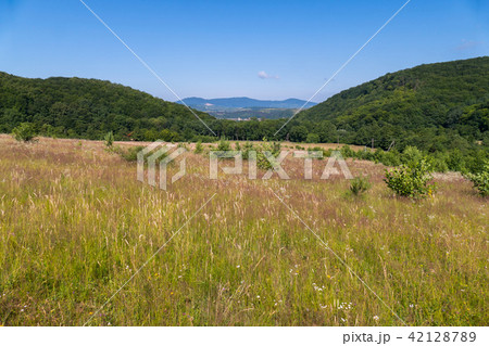 Field with small wild flowers and shrubs against t 42128789