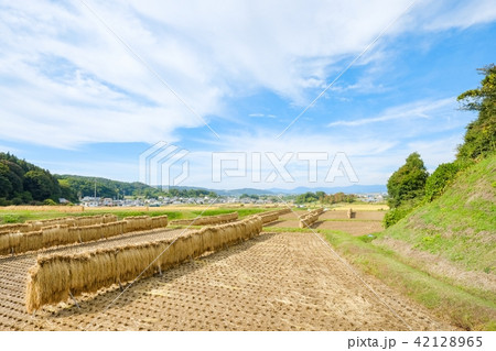 秋の農村風景 秋の農村風景 42128965