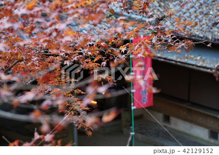 紅葉 紅葉 42129152