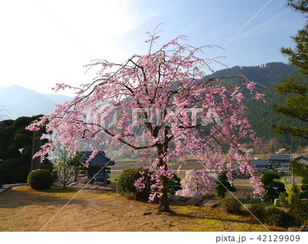 裕泉寺（ゆうせんじ）の八重紅しだれ桜（兵庫県神崎郡神河町長谷） 42129909