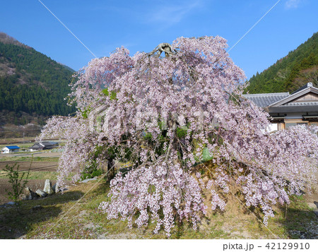裕泉寺（ゆうせんじ）の小糸しだれ桜（兵庫県神崎郡神河町長谷） 42129910