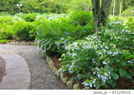 播磨のあじさい寺、西林寺の都麻乃郷あじさい園（兵庫県西脇市） 42129916