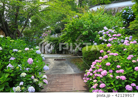 丹州観音寺の満開のアジサイ群落の絶景/関西花の寺霊場　第一番礼所（京都府福知山市） 42129917