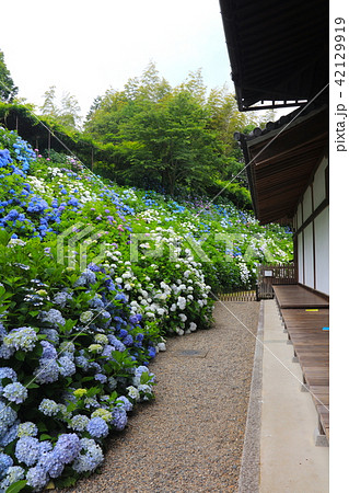 丹州観音寺の満開のアジサイ群落の絶景/関西花の寺霊場　第一番礼所（京都府福知山市） 42129919