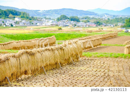 秋の農村風景 秋の農村風景 42130113