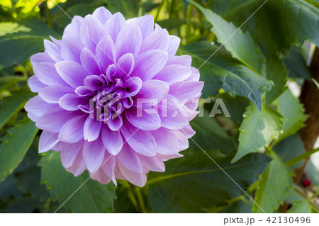 ガッツリア八重咲き 42130496