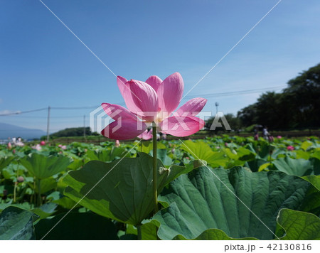 天幕城址あかぼり蓮園 天幕城址あかぼり蓮園 42130816