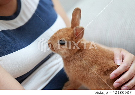 うさぎ (ウサギ ペット 兎 生物 動物 ネザーランドドワーフ コピースペース 年賀状素材 新年) 42130937