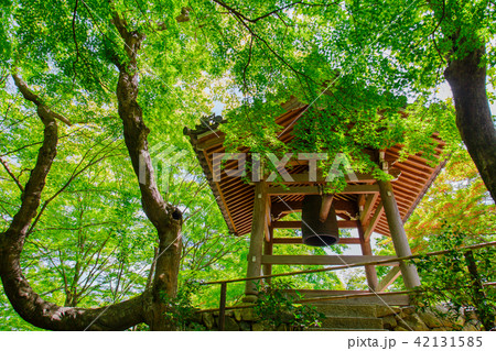 常寂光寺:京都 常寂光寺:京都 42131585