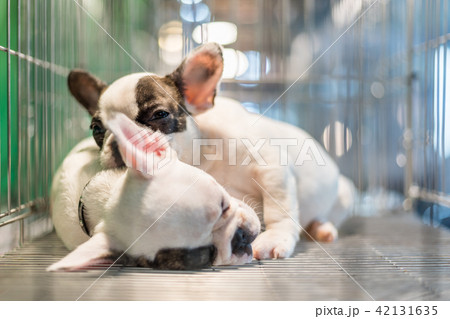 Puppy wait in dog cage in pet shop hope to freedom Puppy wait in dog cage in pet shop hope to freedom 42131635