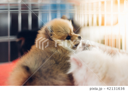 Puppy wait in dog cage in pet shop hope to freedom Puppy wait in dog cage in pet shop hope to freedom 42131636