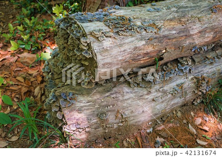 かわらたけ 瓦茸 きのこ 丸太 かわらたけ 瓦茸 きのこ 丸太 42131674