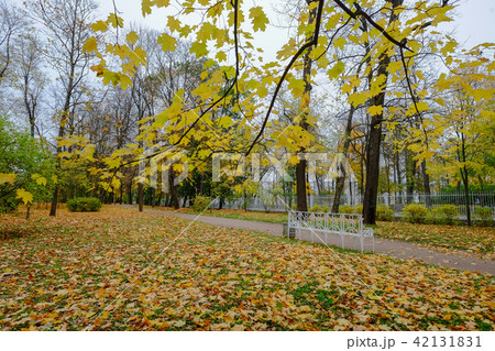 Autumn park in Saint Petersburg, Russia 42131831