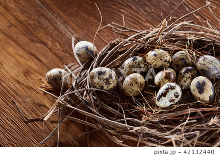Willow nest with quail eggs on the dark wooden background, top view, close-up, selective focus Willow nest with quail eggs on the dark wooden background, top view, close-up, selective focus 42132440