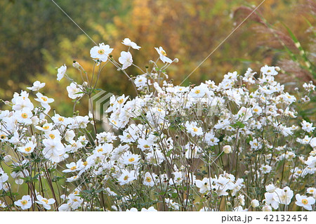 黄葉をバックに咲く秋の花、白いシュウメイ菊 42132454