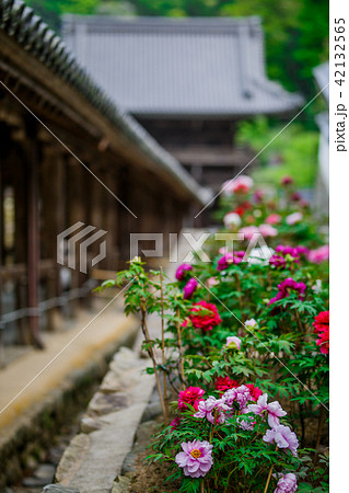 牡丹:長谷寺 牡丹:長谷寺 42132565